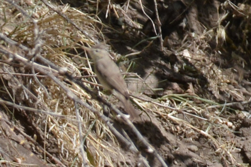 Upcher's Warbler (Hippolais languida), photo 6