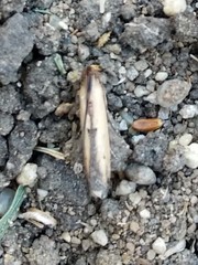 Elasmopalpus lignosella