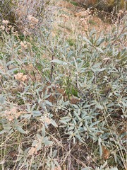 Eriodictyon crassifolium