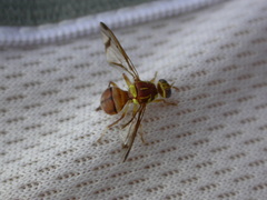 Zeugodacus cucurbitae