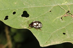 Calligrapha intermedia
