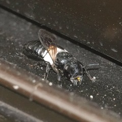 Megachile disjuncta