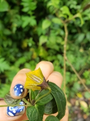 Capsicum lycianthoides