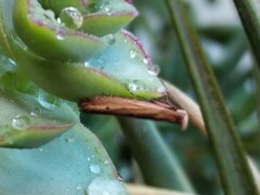 Elasmopalpus lignosella