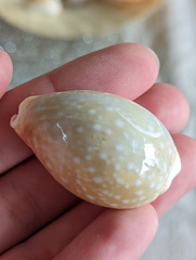 Lyncina vitellus