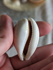 Lyncina vitellus