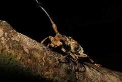 Anisocerus scopifer
