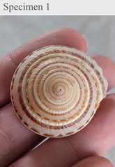 Architectonica