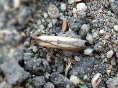 Elasmopalpus lignosella