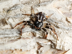 Tharpyna decorata