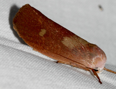 Cryptophasa rubescens