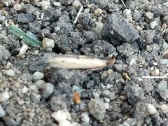 Elasmopalpus lignosella