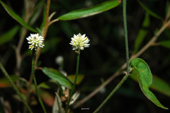 Pfaffia glomerata