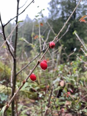 Cotoneaster simonsii
