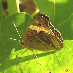 Junonia zonalis