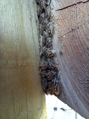 Agonoscelis puberula