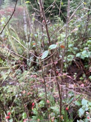 Cotoneaster simonsii