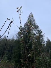 Cotoneaster simonsii