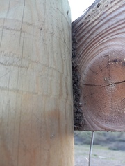 Agonoscelis puberula