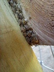 Agonoscelis puberula