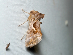 Chrysodeixis subsidens