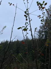 Cotoneaster simonsii