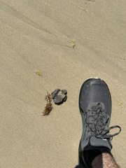 Botrylloides magnicoecus