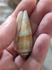 Conus austroviola