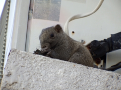 Sciuromorpha