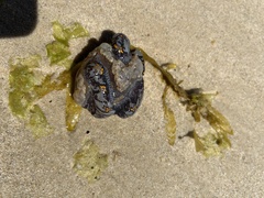 Botrylloides magnicoecus