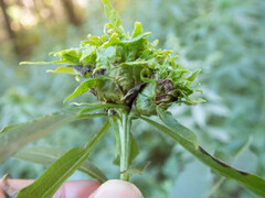 Procecidochares atra