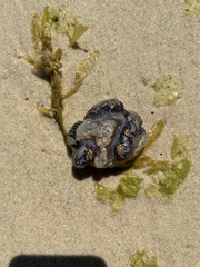 Botrylloides magnicoecus