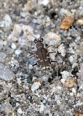 Cicindela repanda repanda
