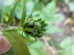 Rhopalomyia capitata