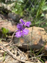 Thysanotus tuberosus