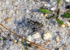 Cicindela repanda repanda