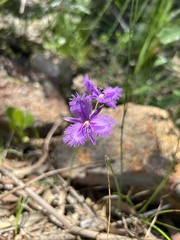 Thysanotus tuberosus