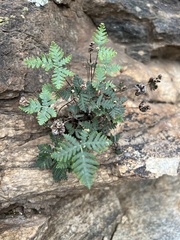 Notholaena standleyi