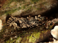 Lysiphragma epixyla