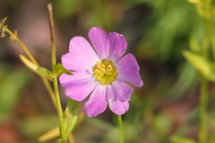 Sabatia kennedyana