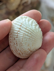 Gafrarium pectinatum