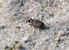 Cicindela repanda repanda