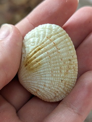 Gafrarium pectinatum