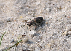 Cicindela repanda repanda