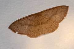 Cyclophora turneri