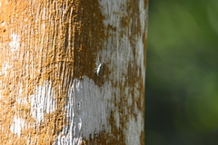 Naupactus