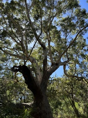 Eucalyptus pilularis