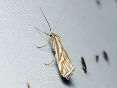 Hednota pleniferellus