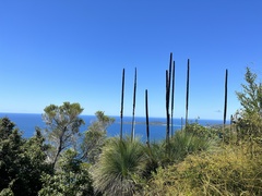 Xanthorrhoea