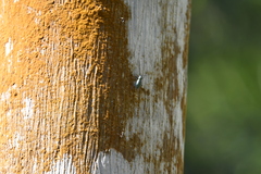 Naupactus